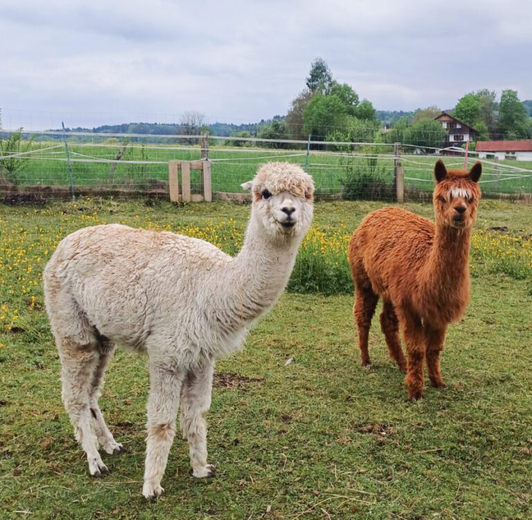 WhatsApp Bild 2025-05-06 um 18.17.46_4a60eb40 Kopie