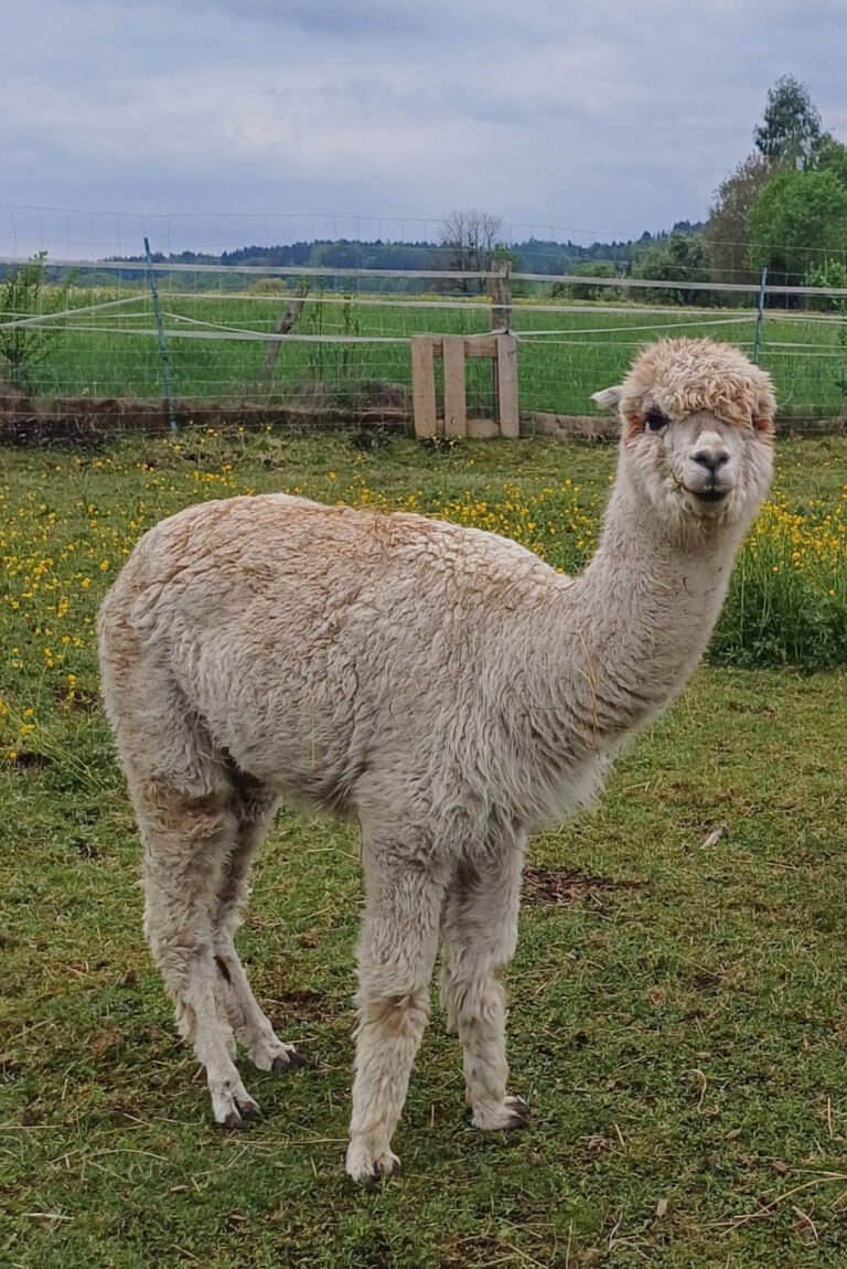 WhatsApp Bild 2025-05-06 um 22.40.26_e3b51959 Kopie