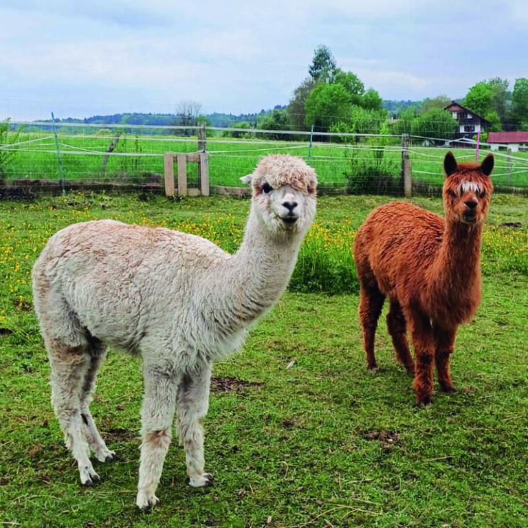 alpakas25