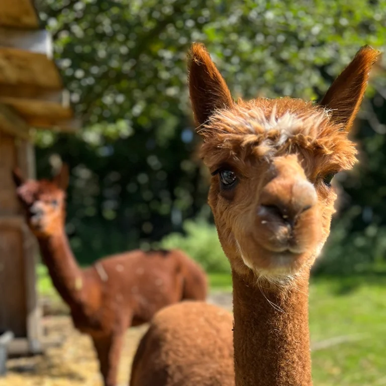 alpakas33